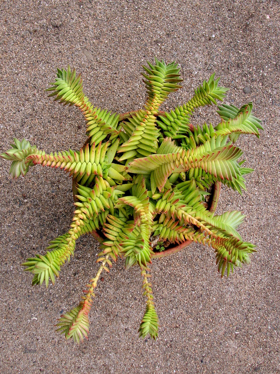 Crassula capitella