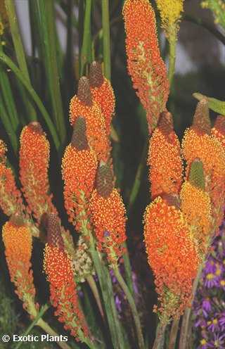 Bulbinella cauda felis orange