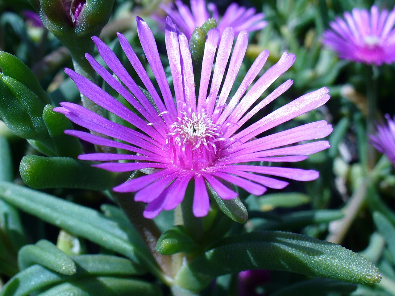 Delosperma lydenburgense