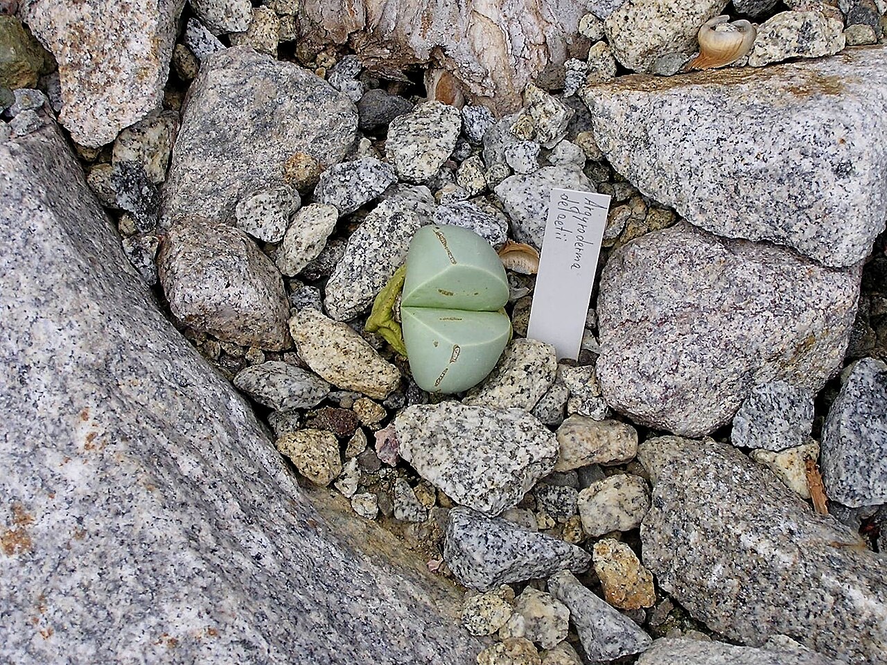 Argyroderma delaetii