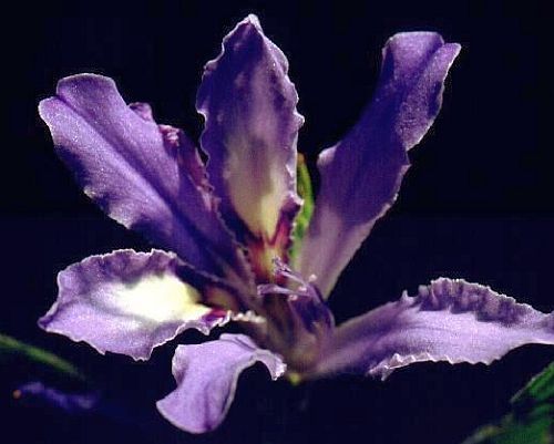 Babiana ambigua