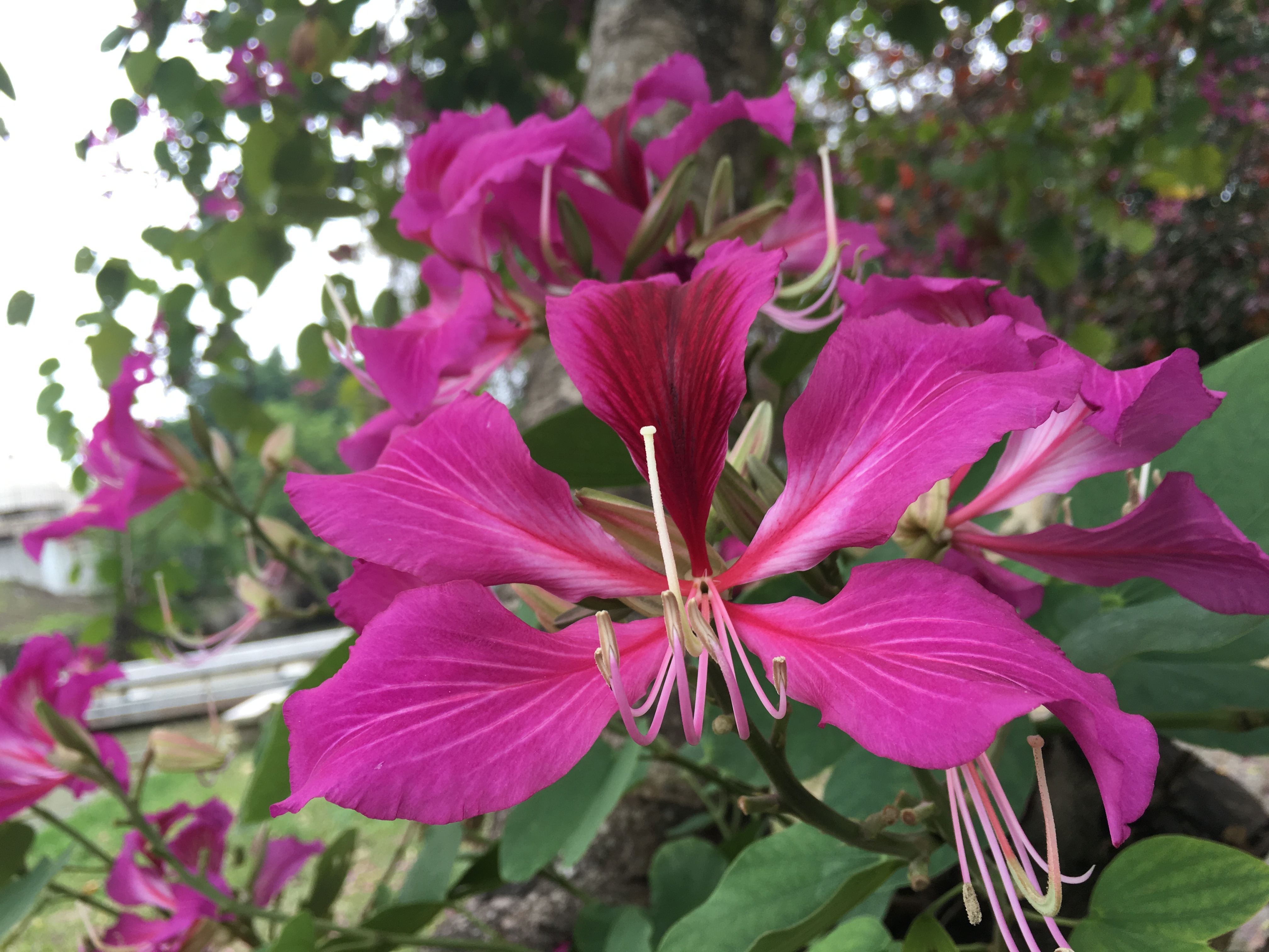 Bauhinia purpurea