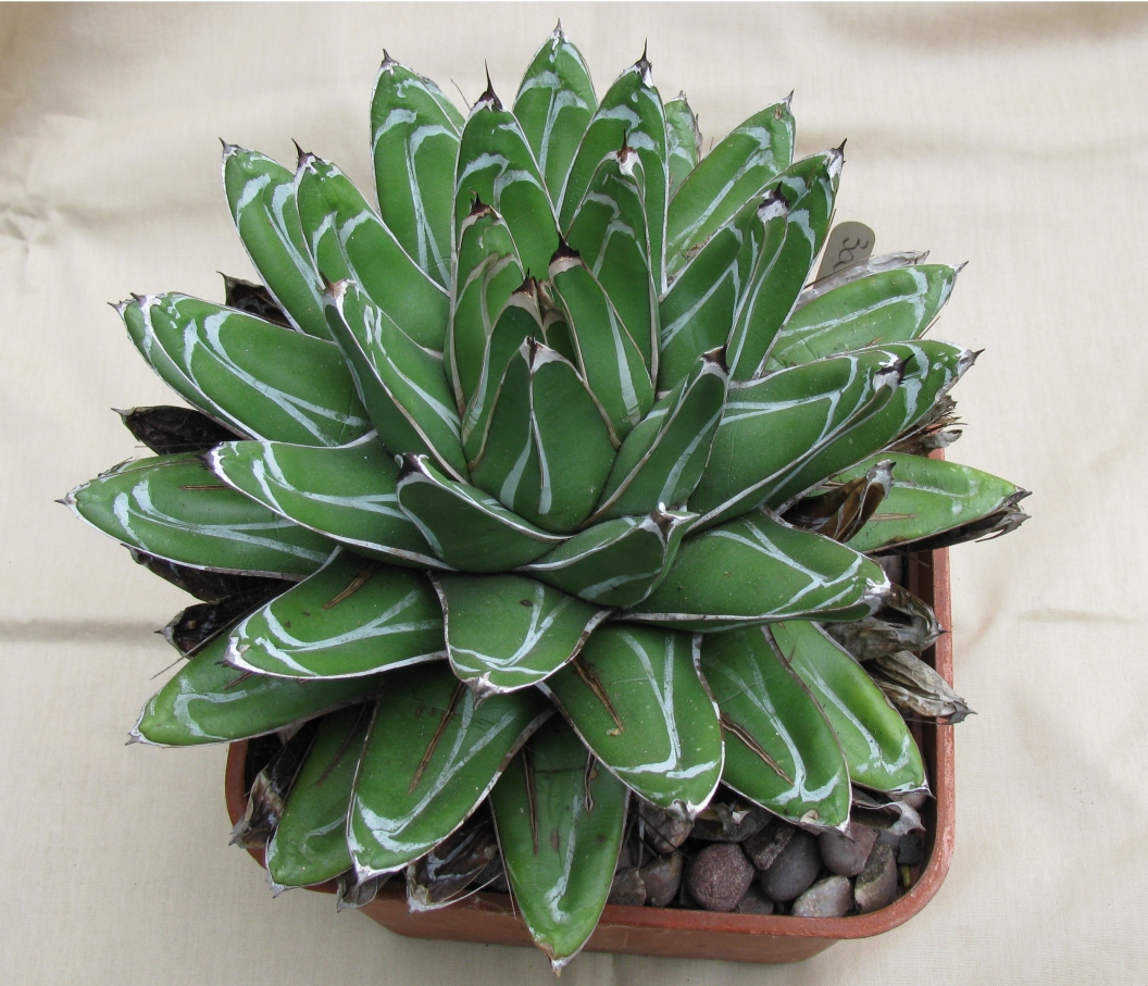 Agave ferdinandi regis