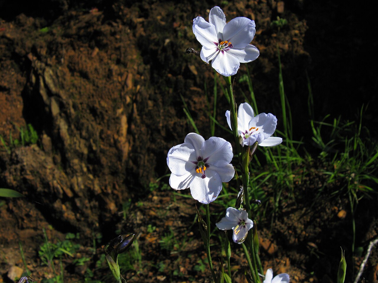Aristea spiralis