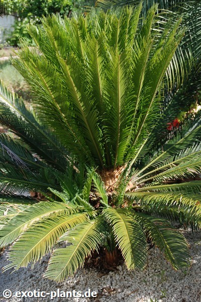 Cycas revoluta