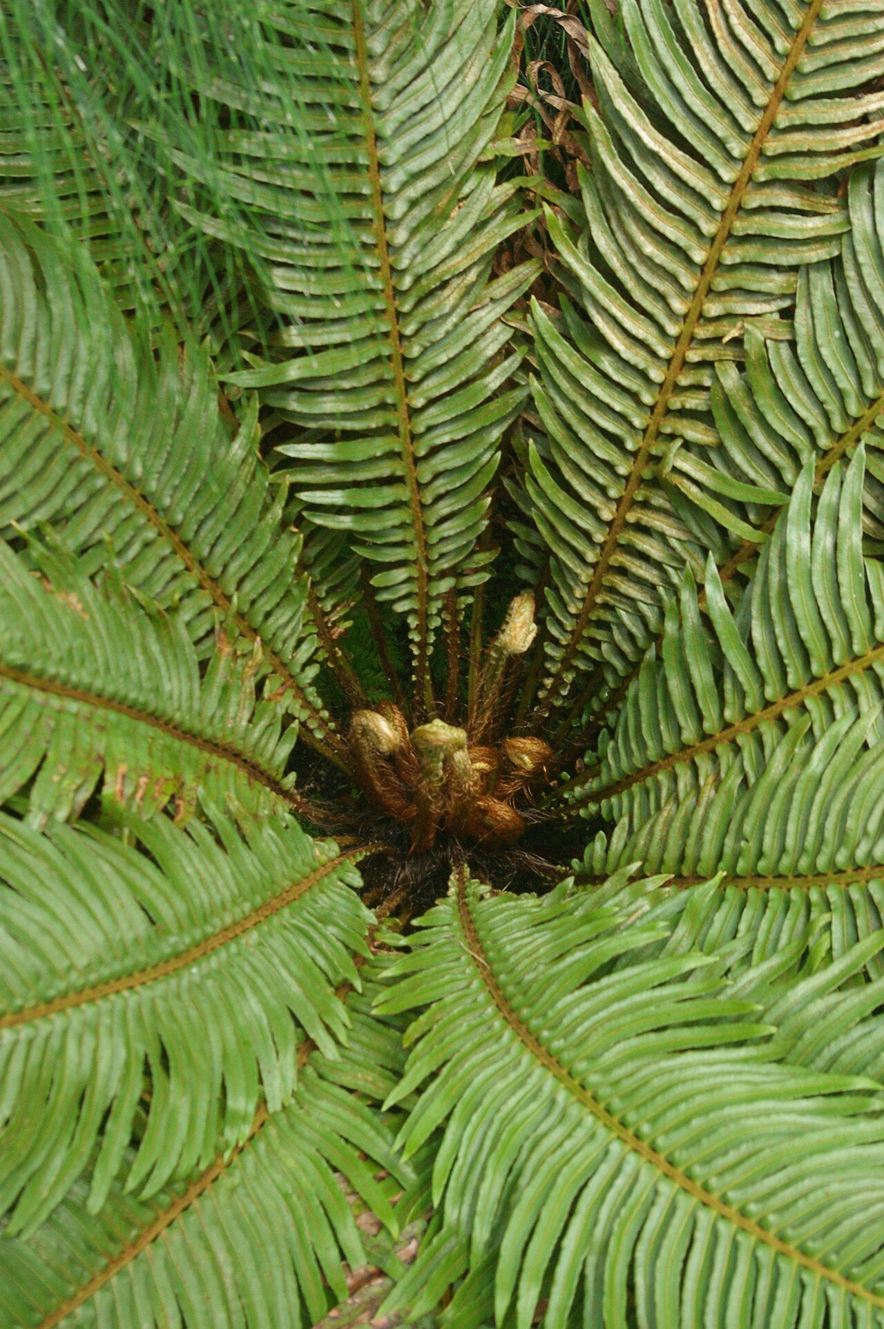 Blechnum cycadifolium