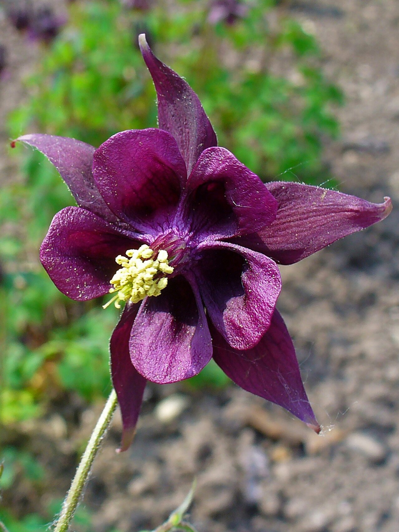 Aquilegia atrata