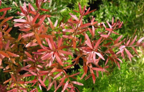 Asparagus densiflorus Cwebe