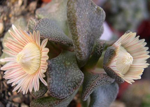 Aloinopsis rosulata