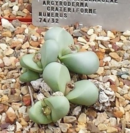 Argyroderma crateriforme