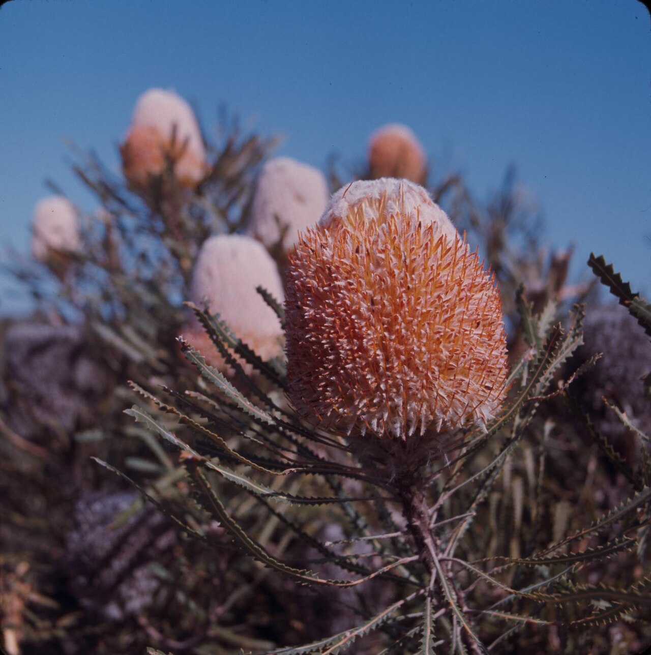 Banksia hookeriana