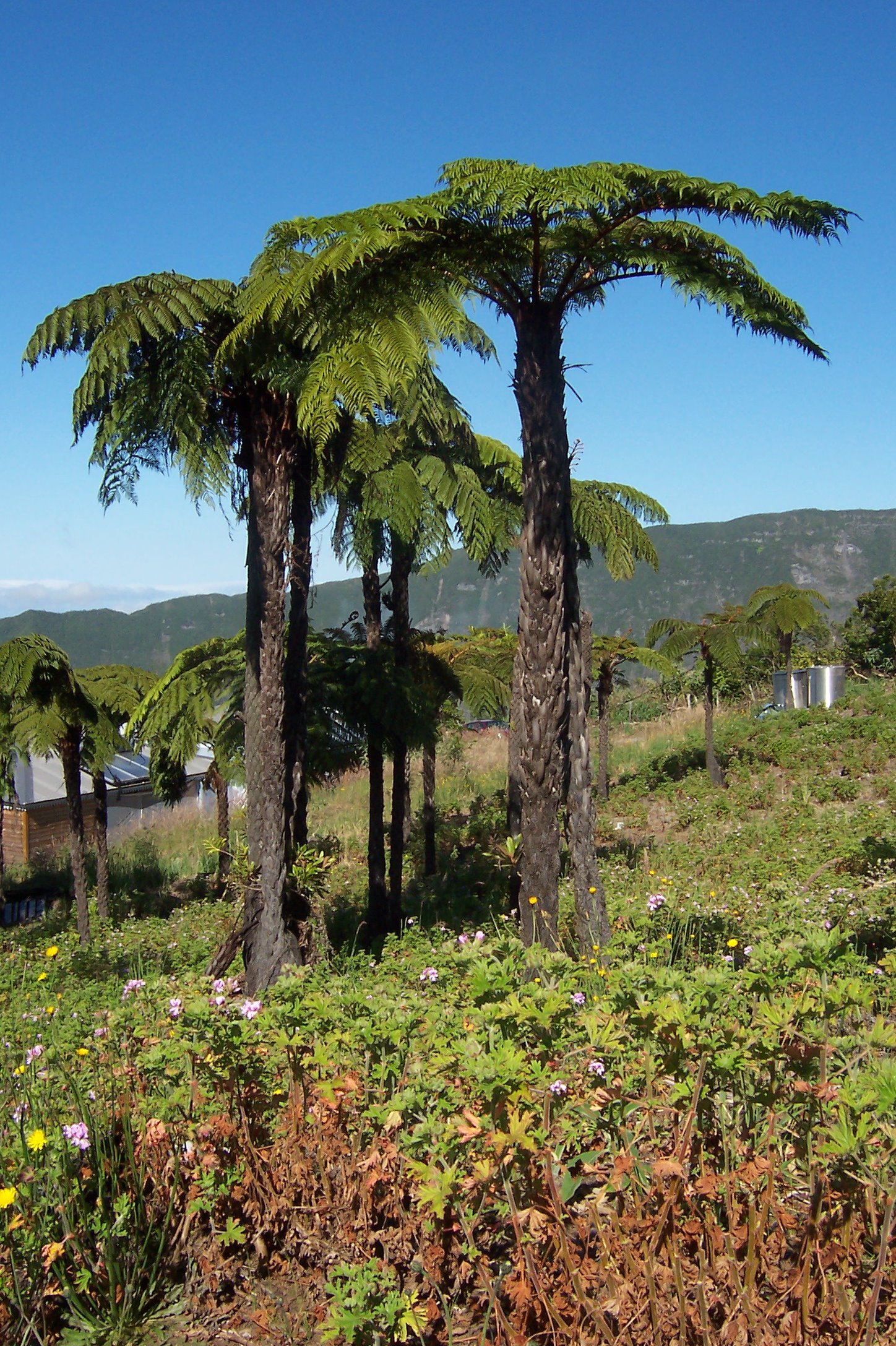 Cyathea glauca