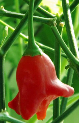 Bishops crown Chili Capsicum baccatum