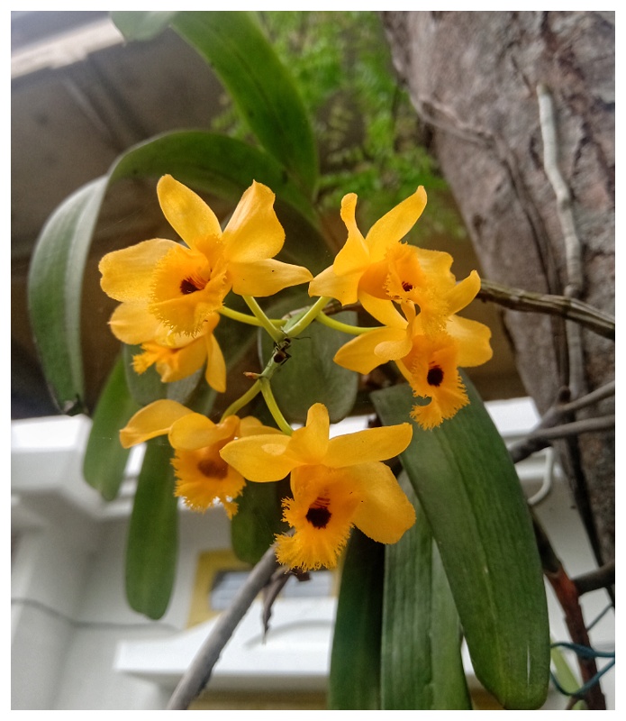Dendrobium fimbriatum