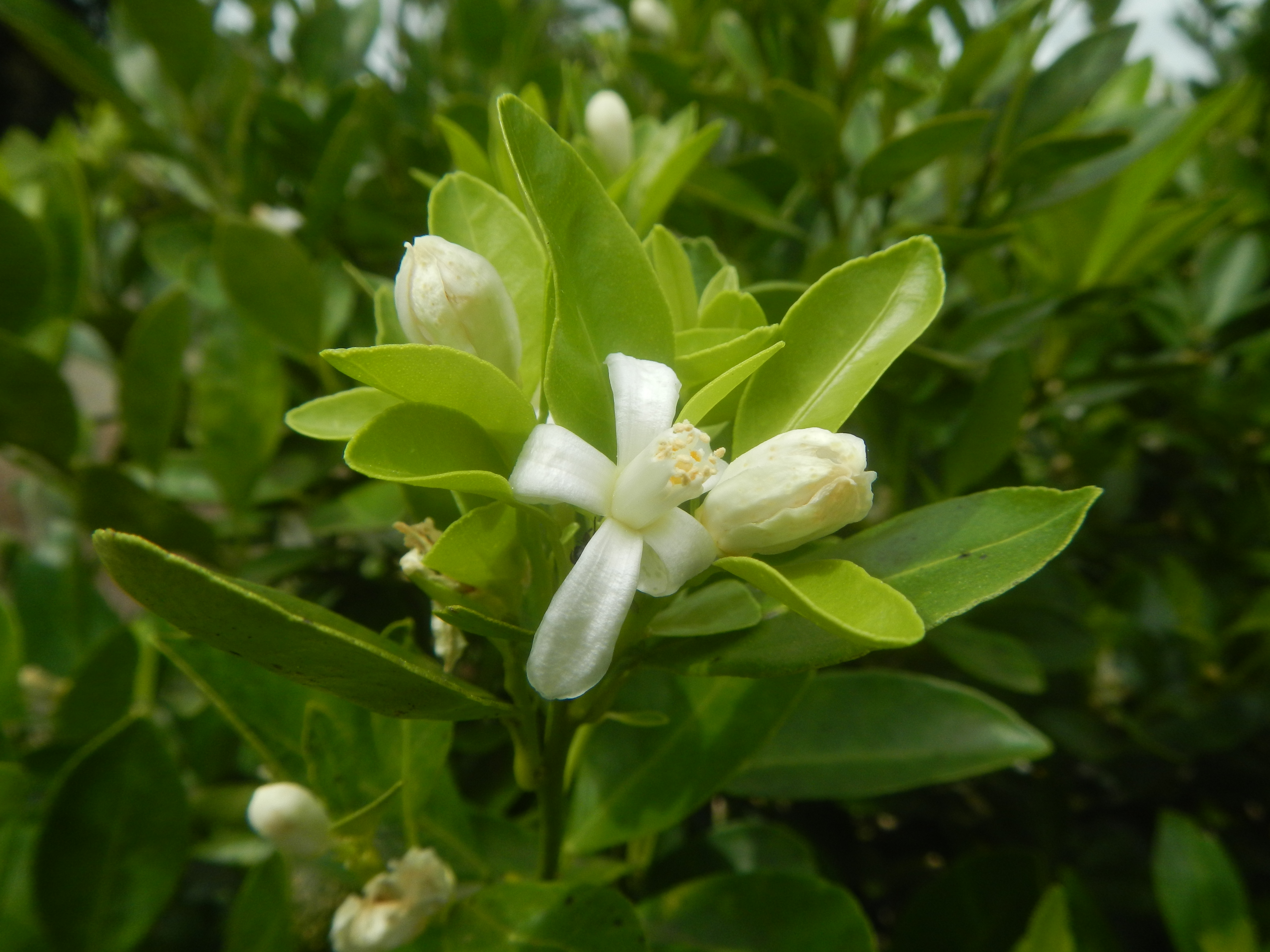Citrus mitis