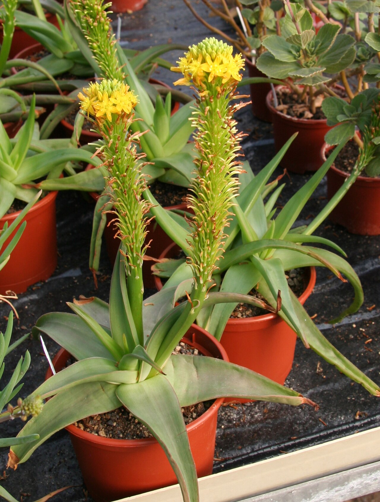 Bulbine latifolia