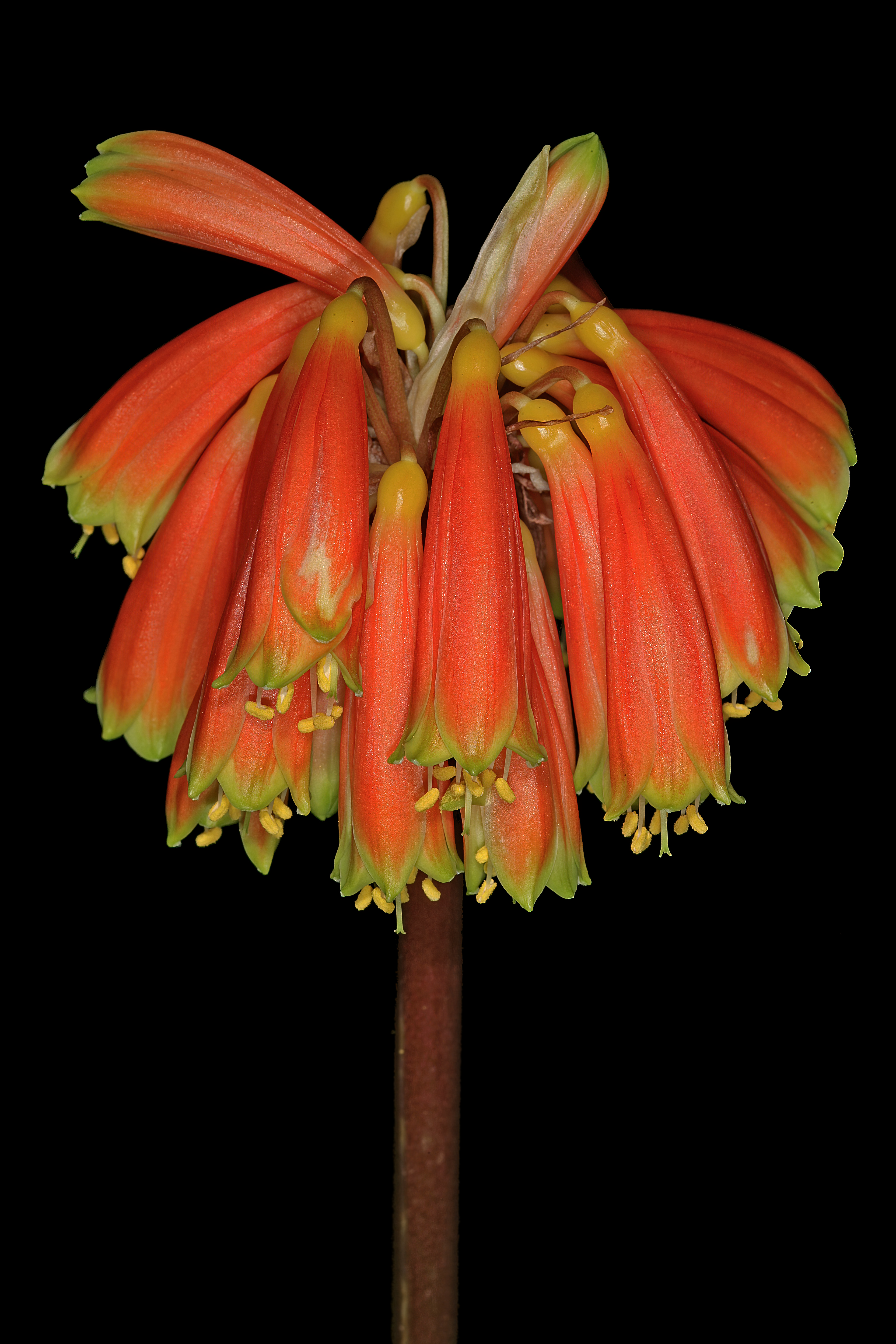 Clivia robusta