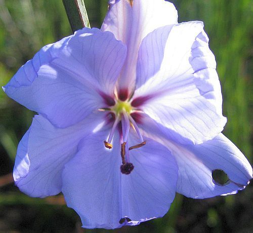 Aristea spiralis
