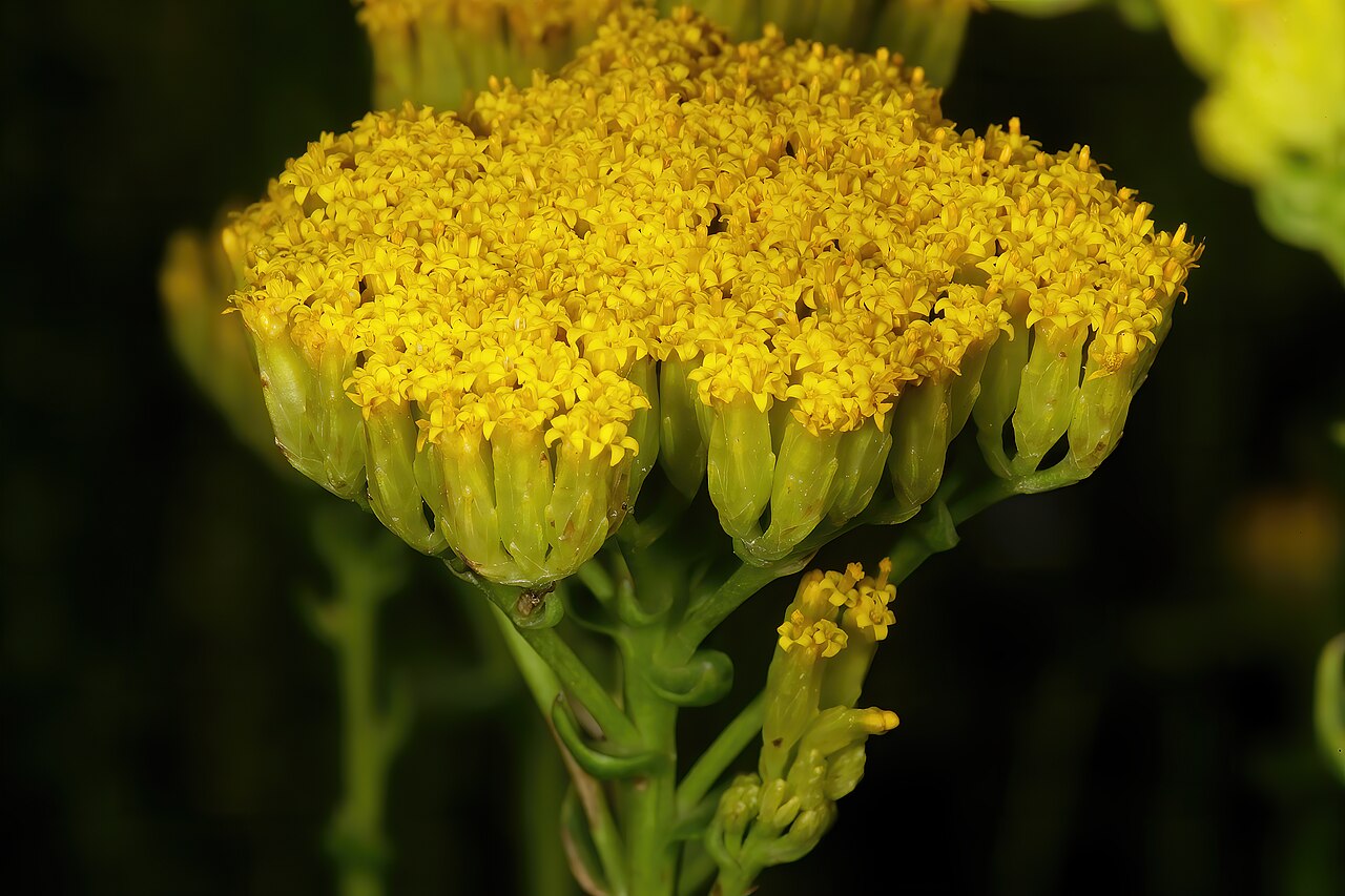 Athanasia dentata