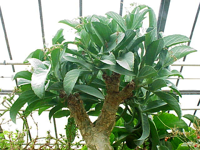 Cyphostemma currori