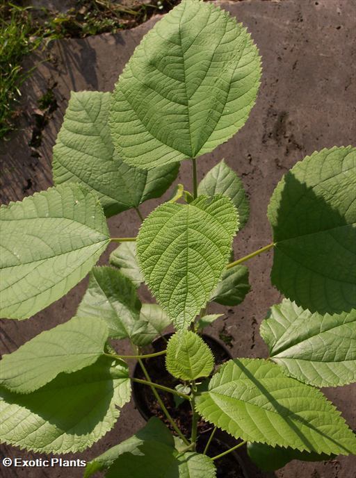 Broussonetia papyrifera