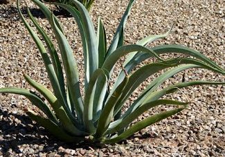 Agave vilmoriniana