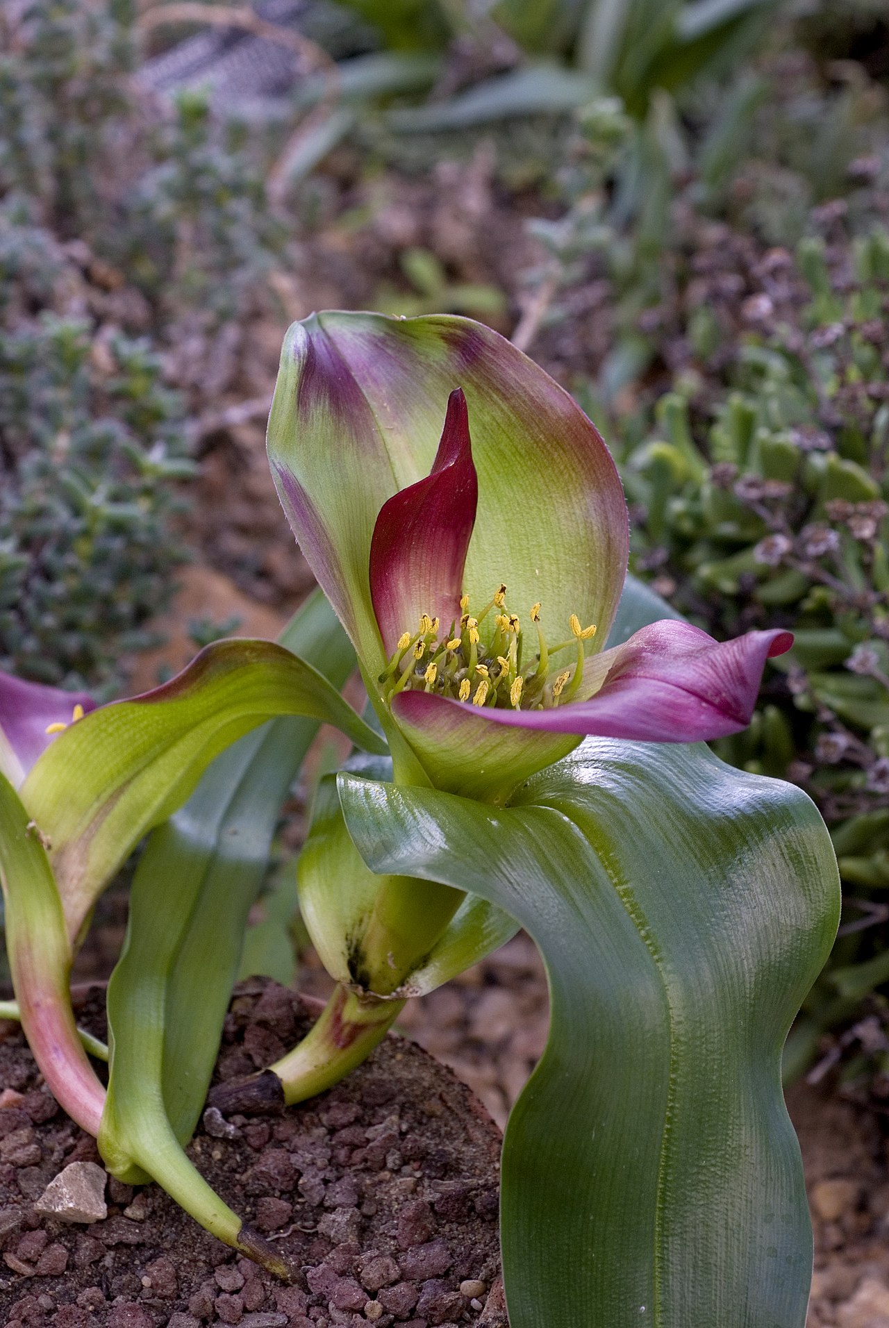 Androcymbium pulchrum