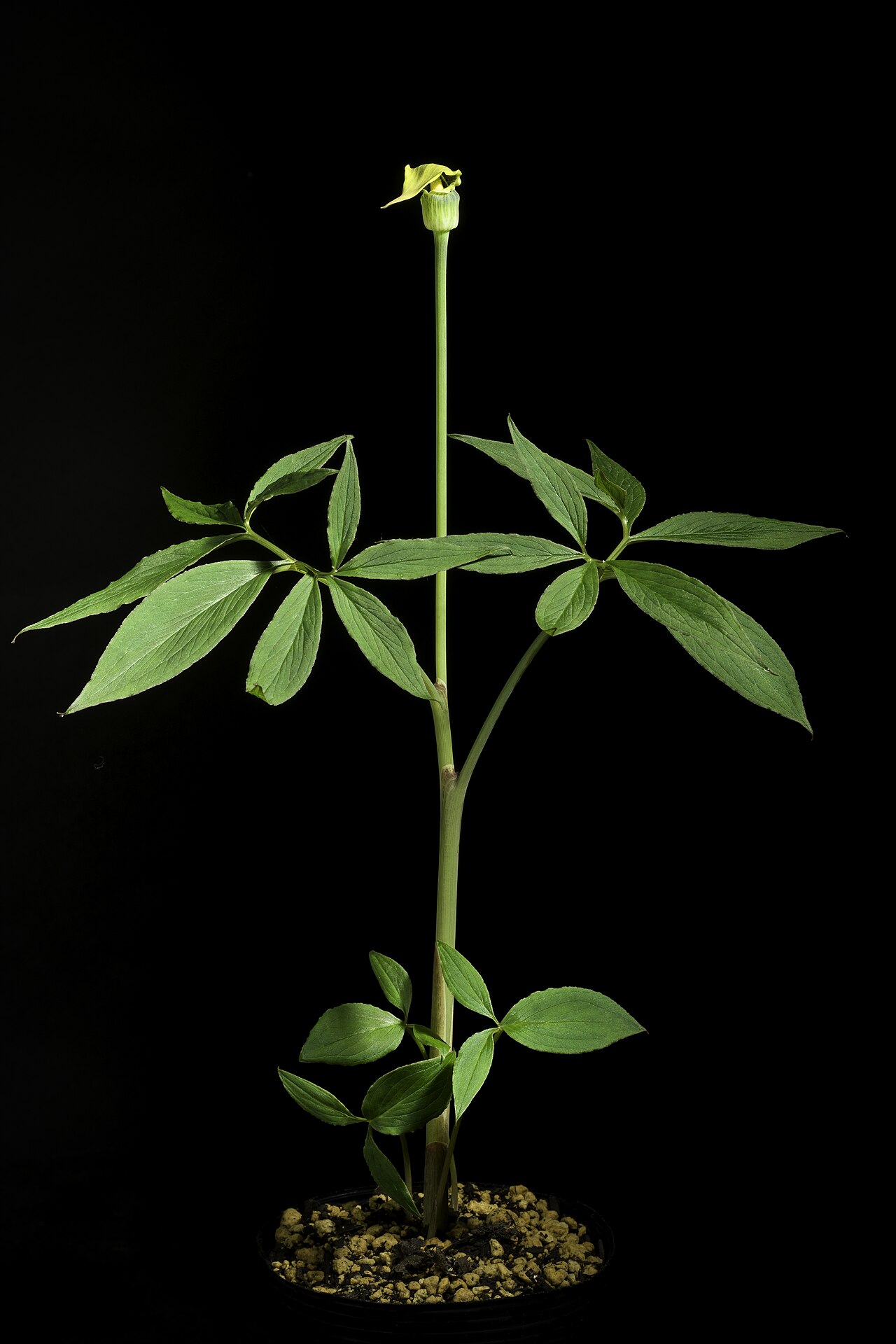 Arisaema flavum