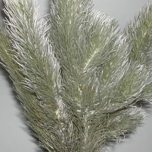 Aspalathus cinerascens