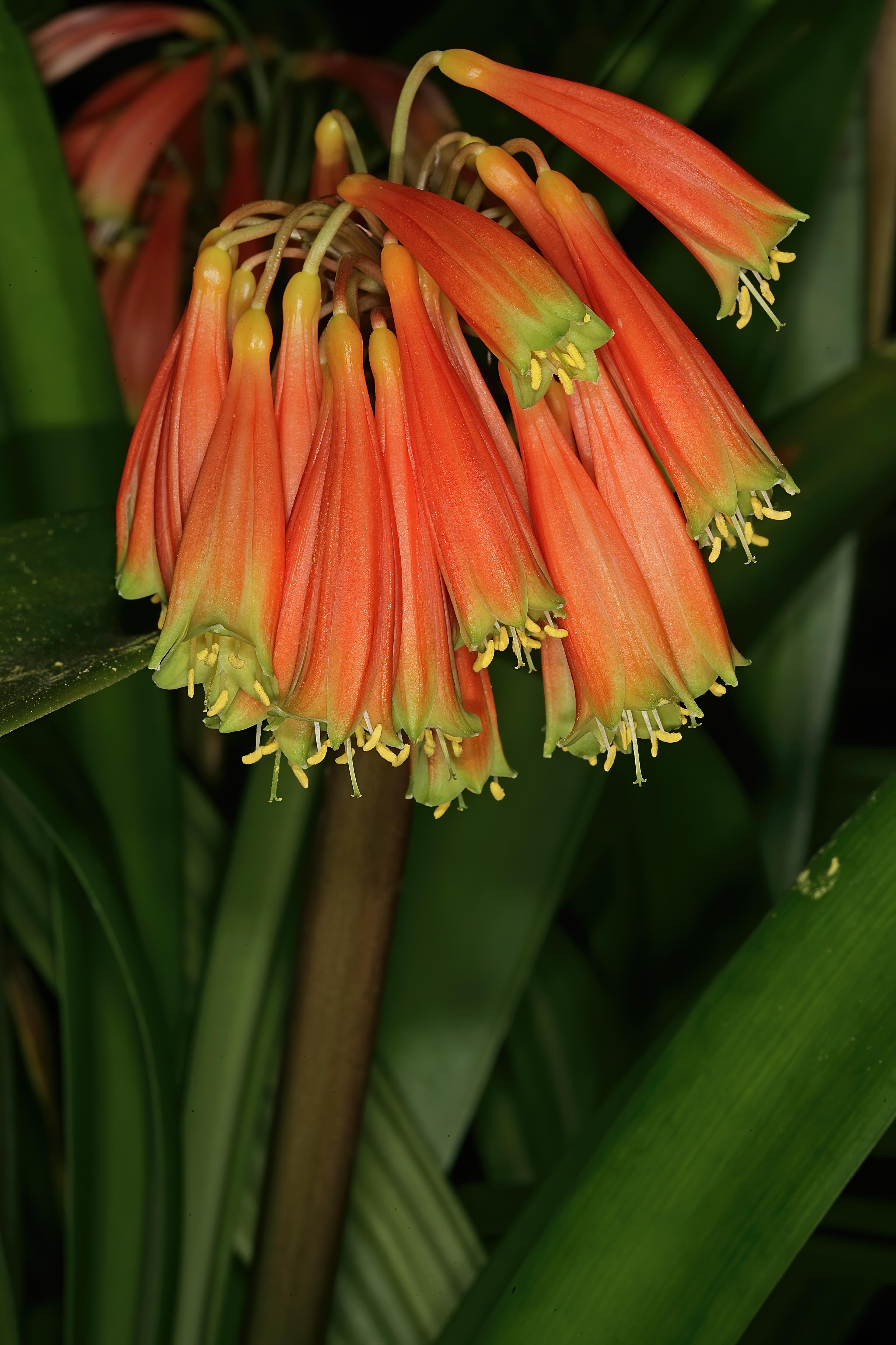 Clivia robusta