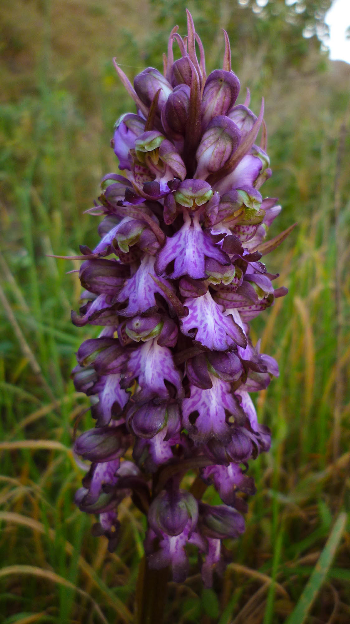 Barlia robertiana