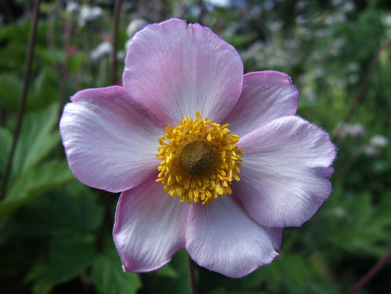 Anemone tomentosa