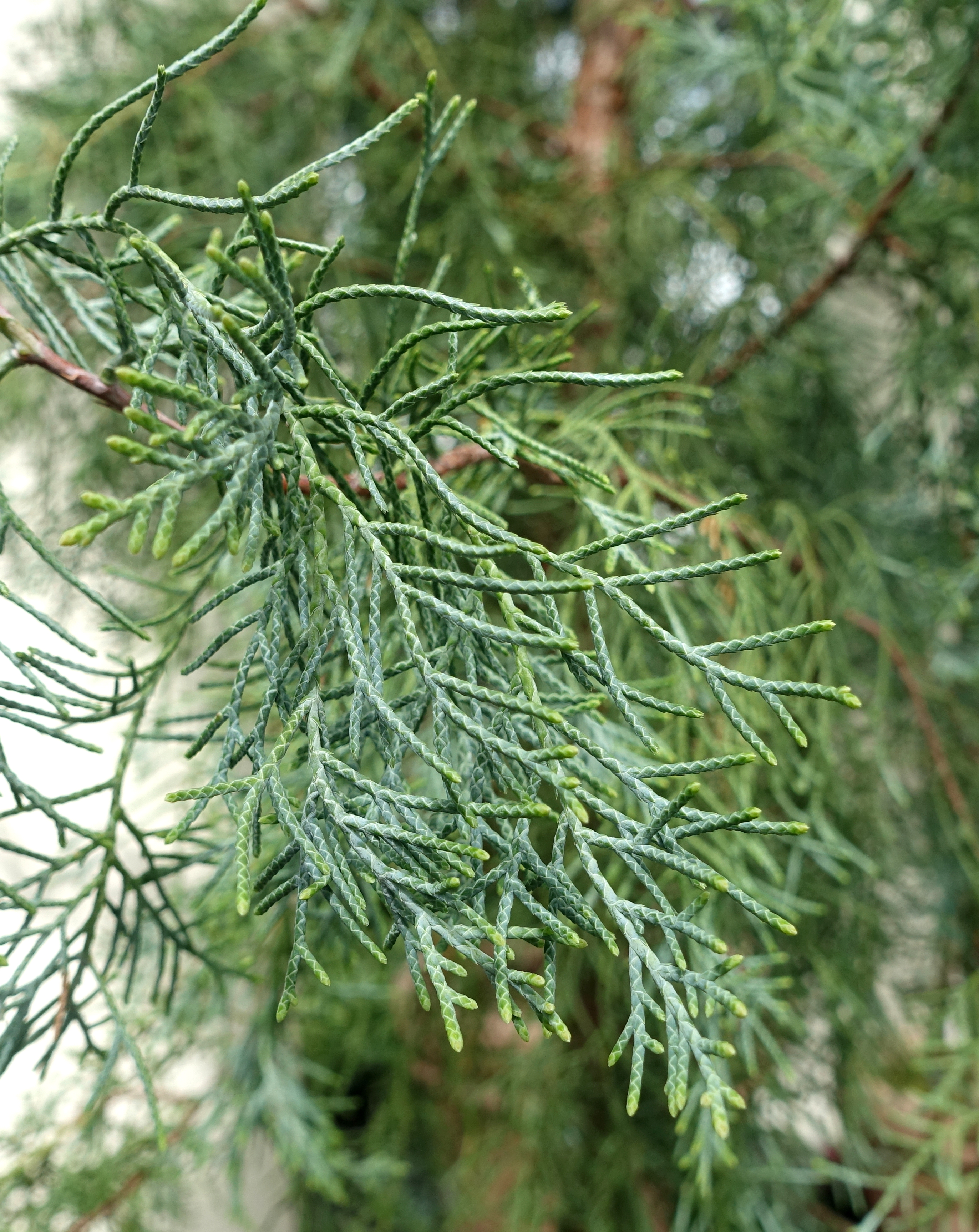 Cupressus torulosa