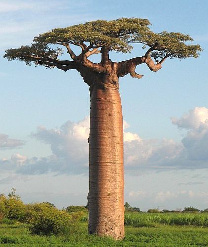 Adansonia grandidieri
