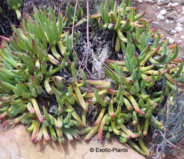 Cylindrophyllum tugwelliae