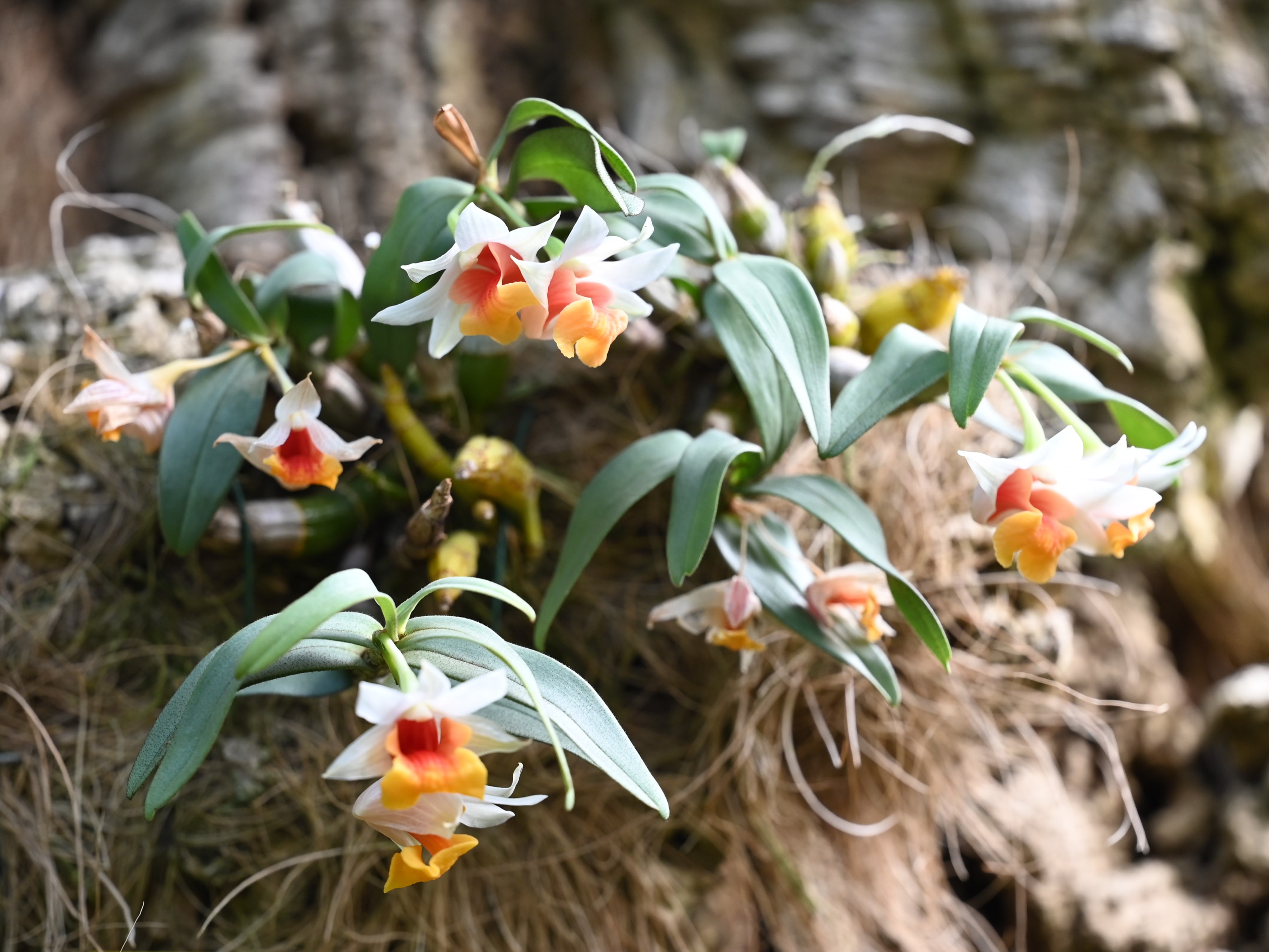 Dendrobium bellatulum