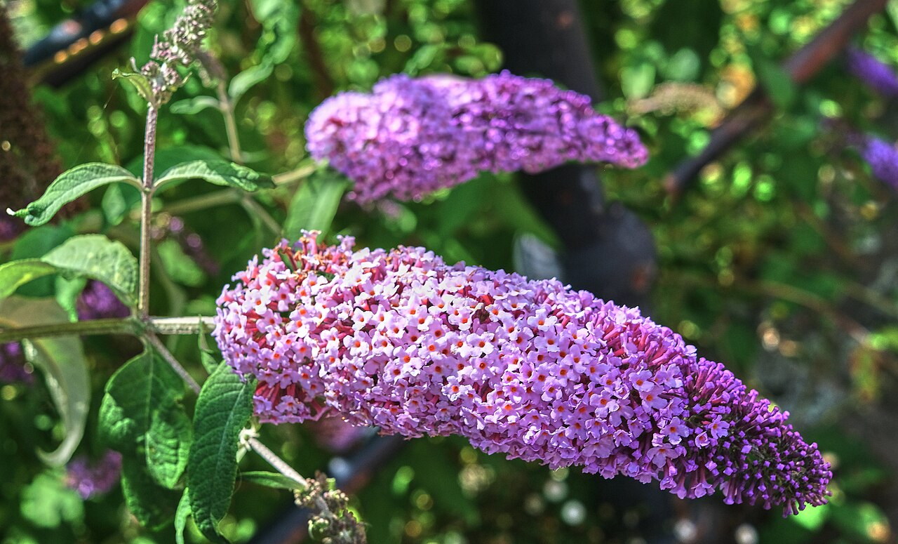 Buddleja davidii