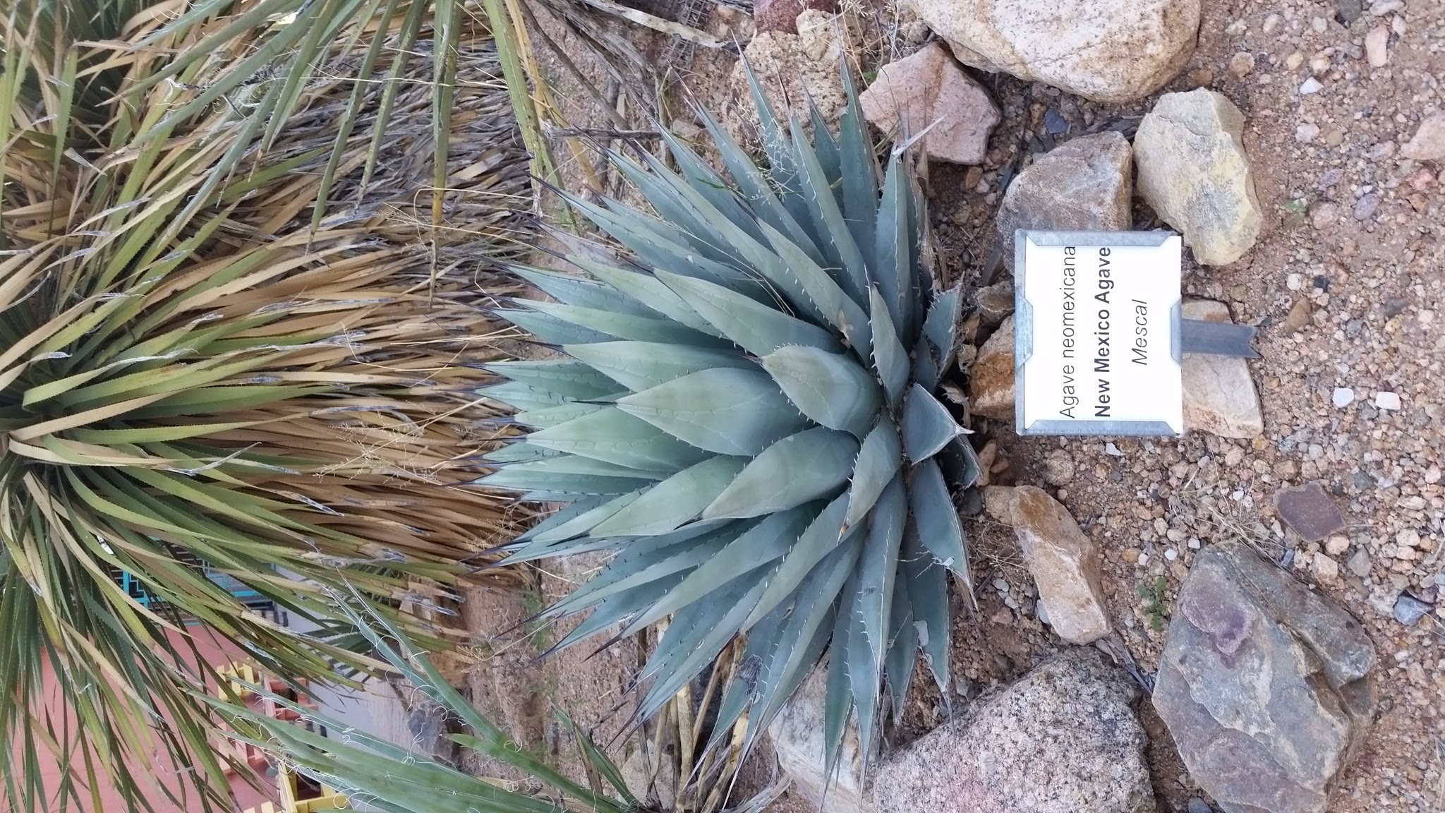 Agave neomexicana