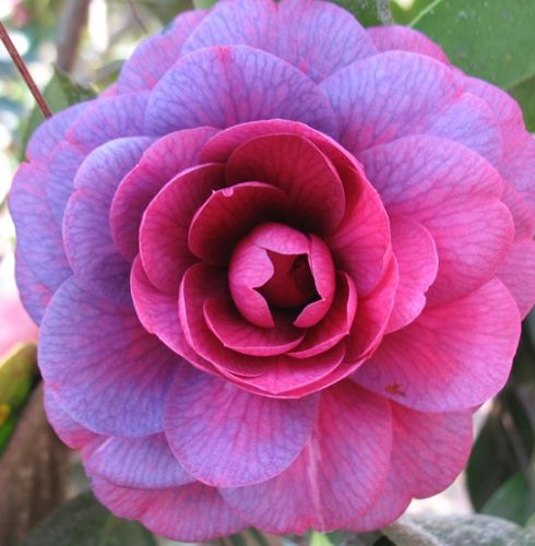Camellia japonica purple