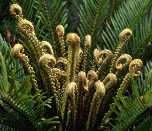 Blechnum cycadifolium
