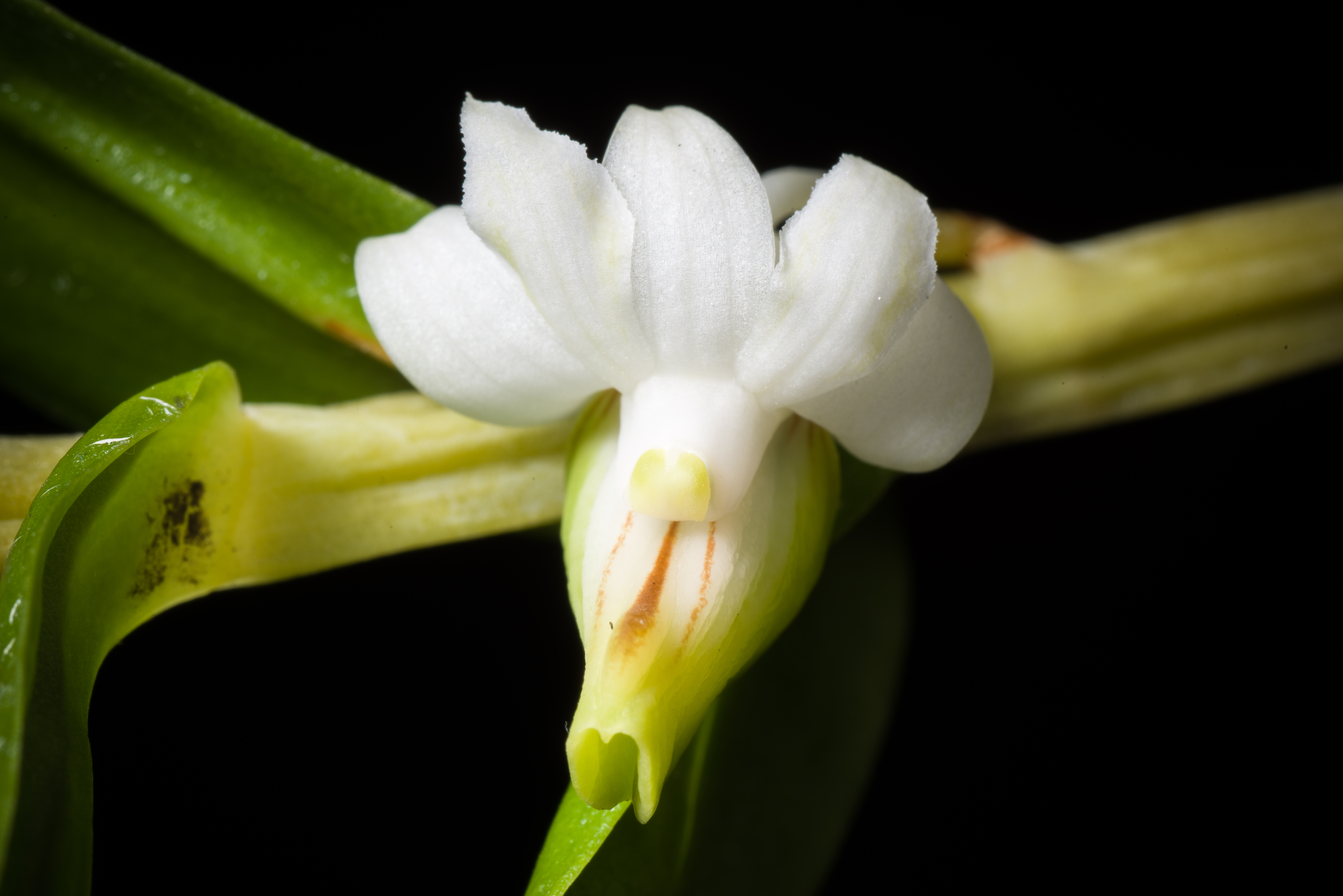 Dendrobium ellipsophyllum