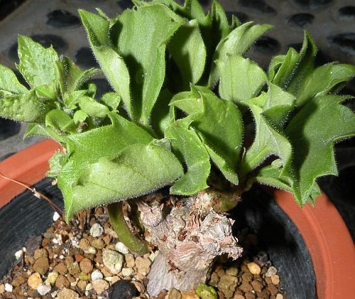 Cyphostemma hypoleucum