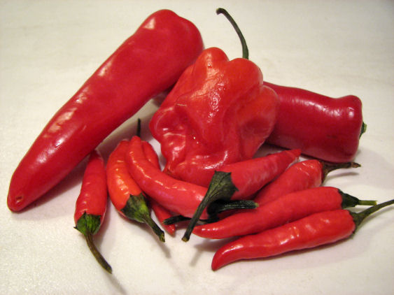 Chili Scotch Bonnet