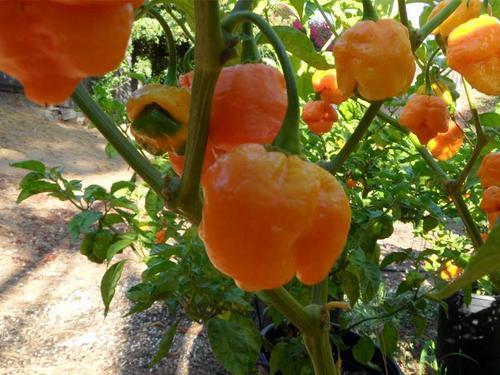Chili Trinidad Yellow Moruga Scorpion