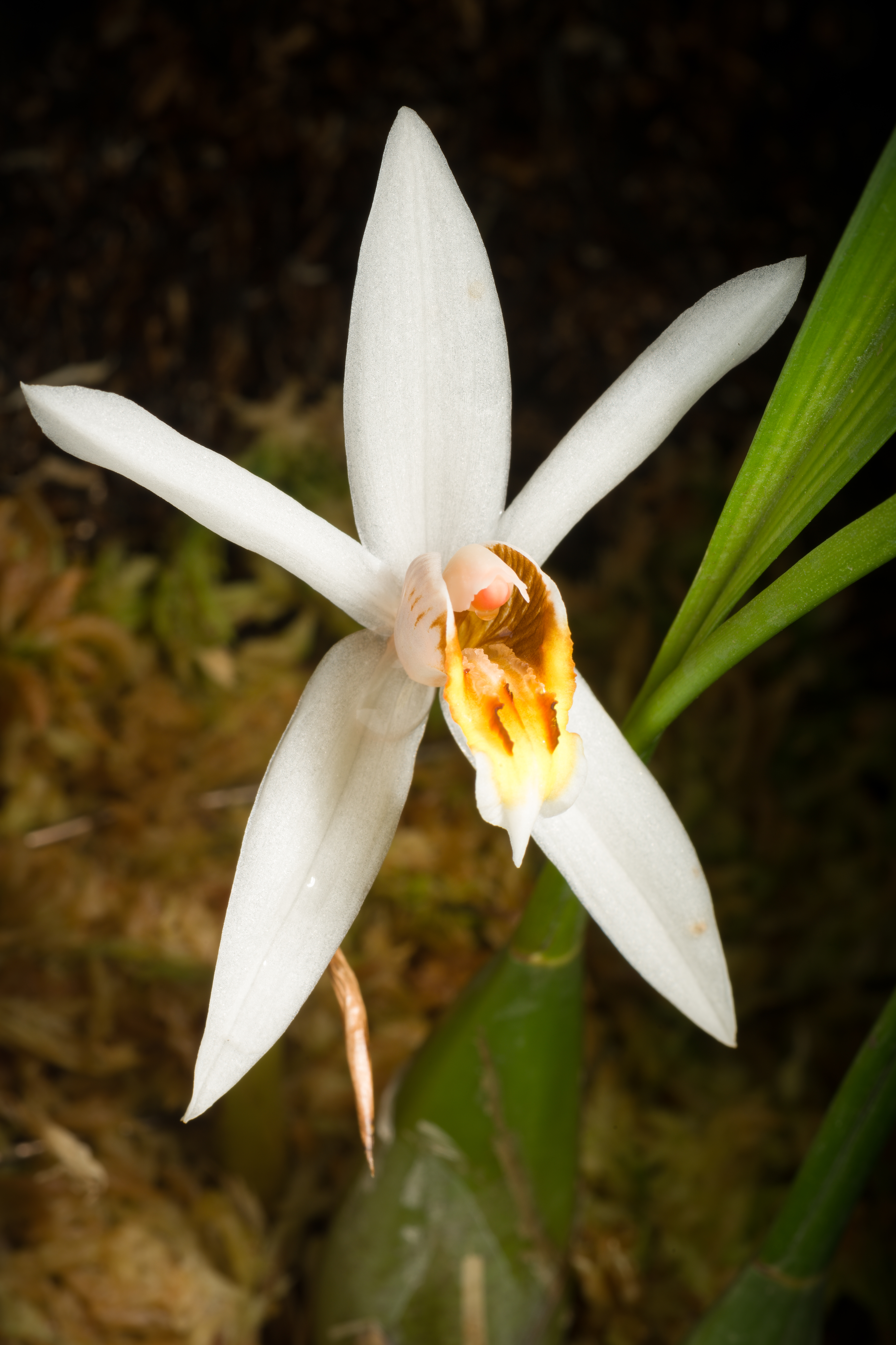 Coelogyne viscosa