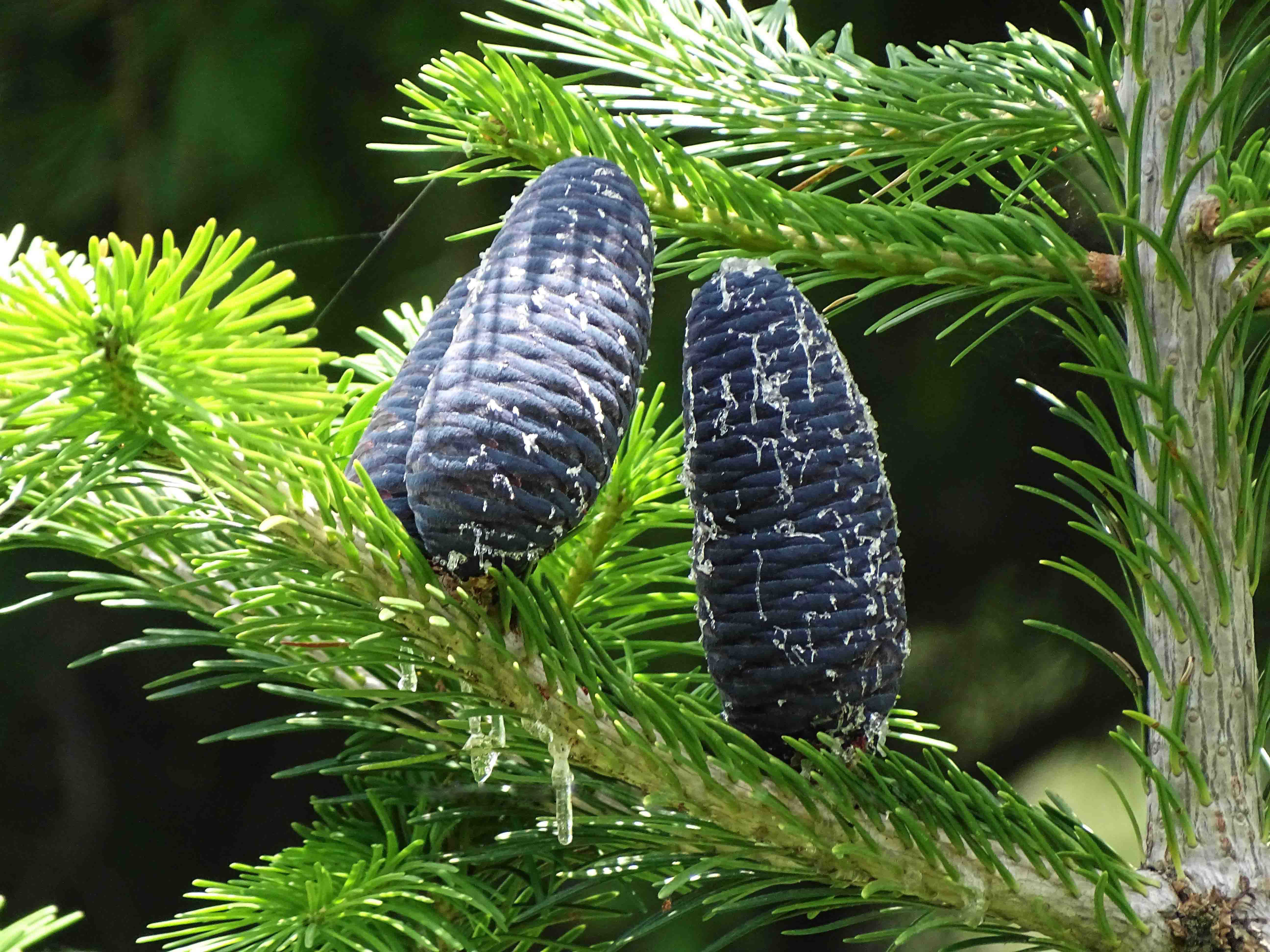 Abies pindrow
