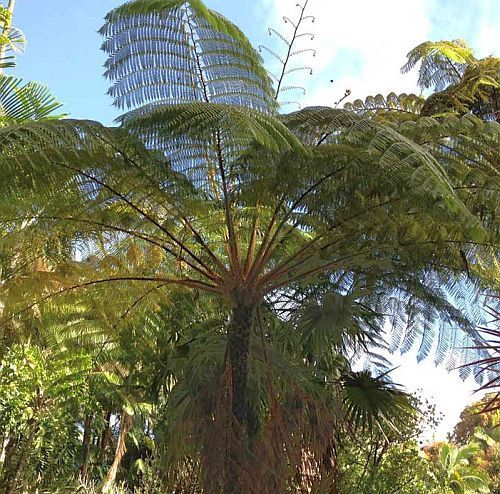 Cyathea contaminans