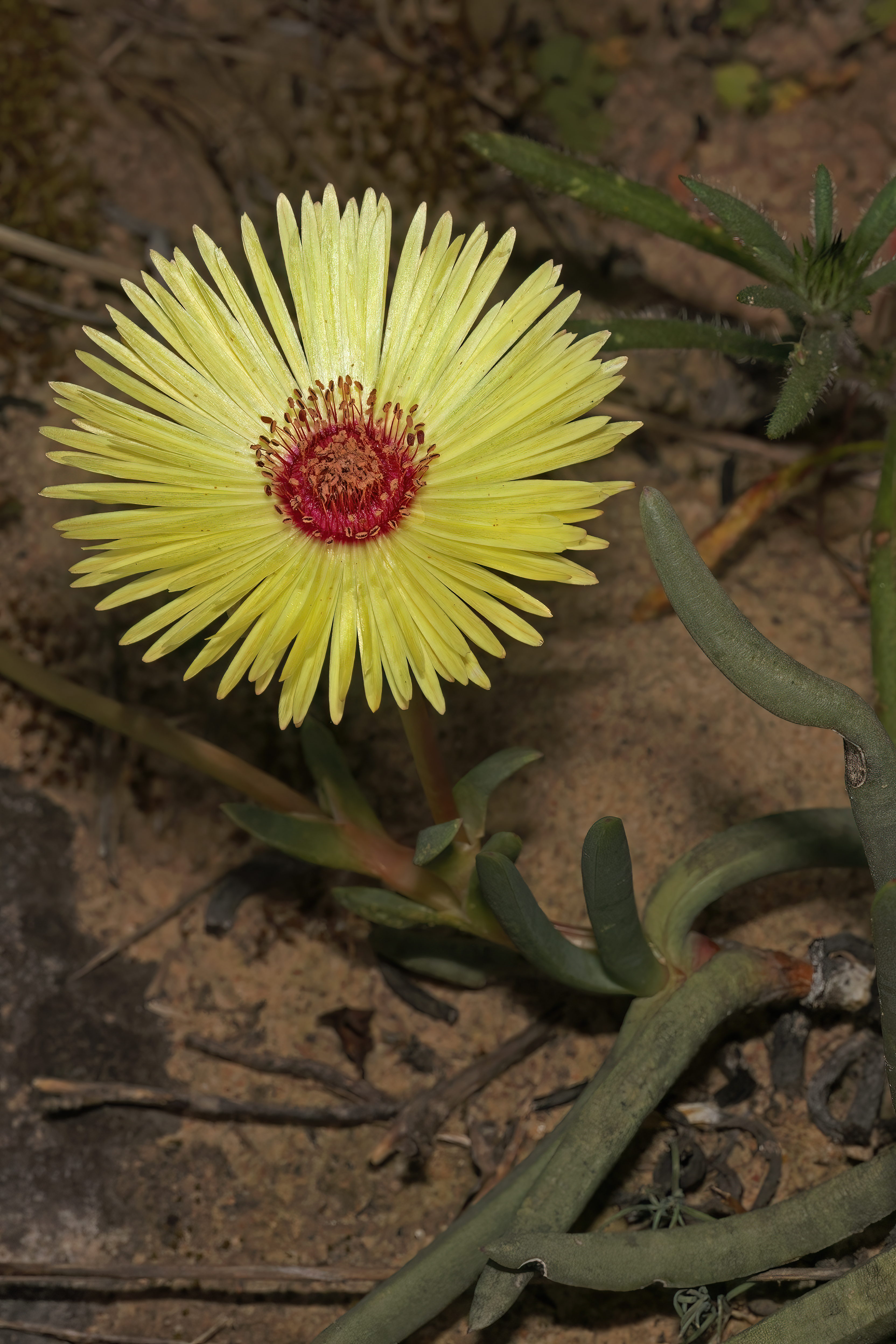 Cephalophyllum pillansii