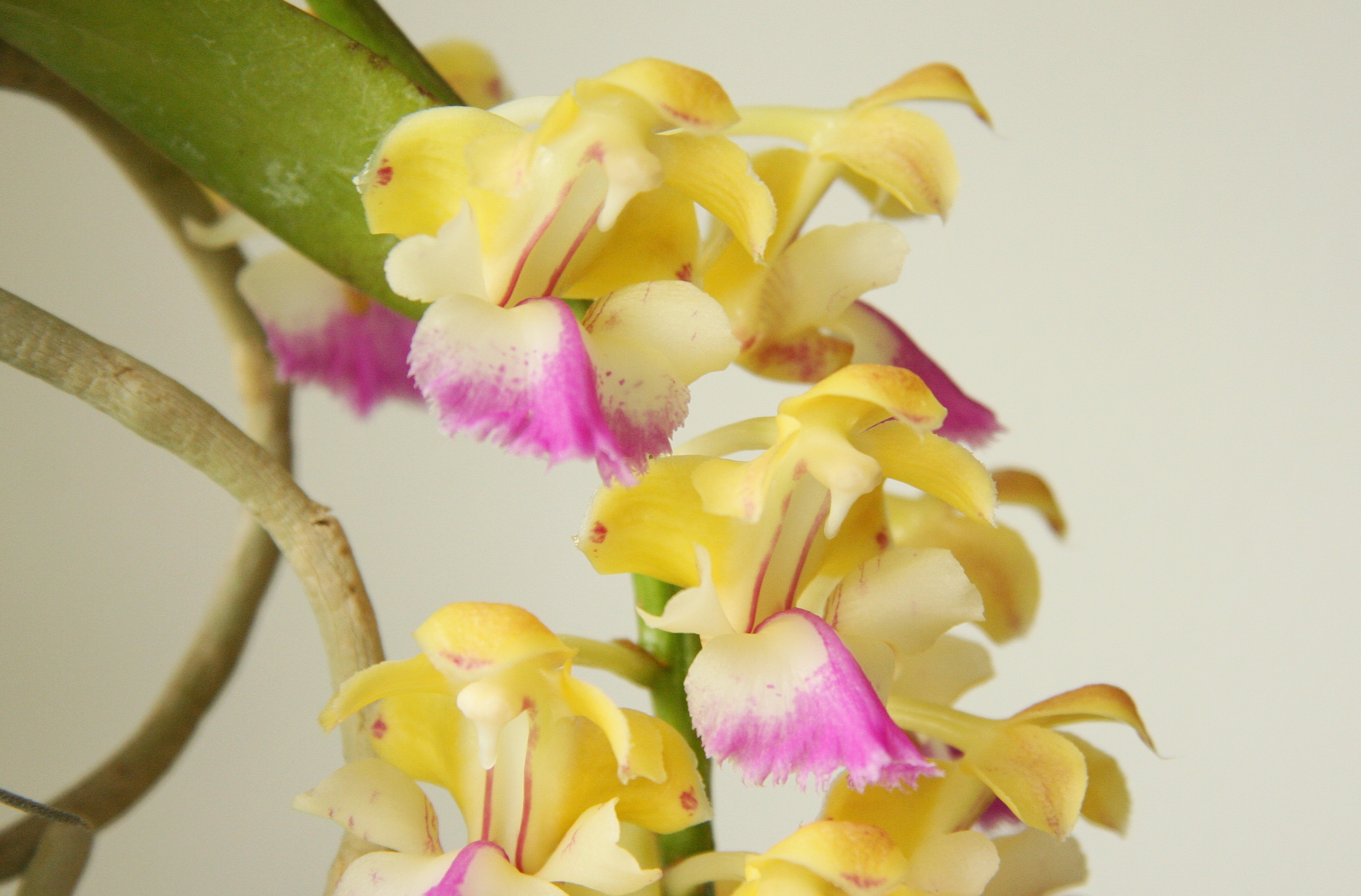 Aerides houlettiana