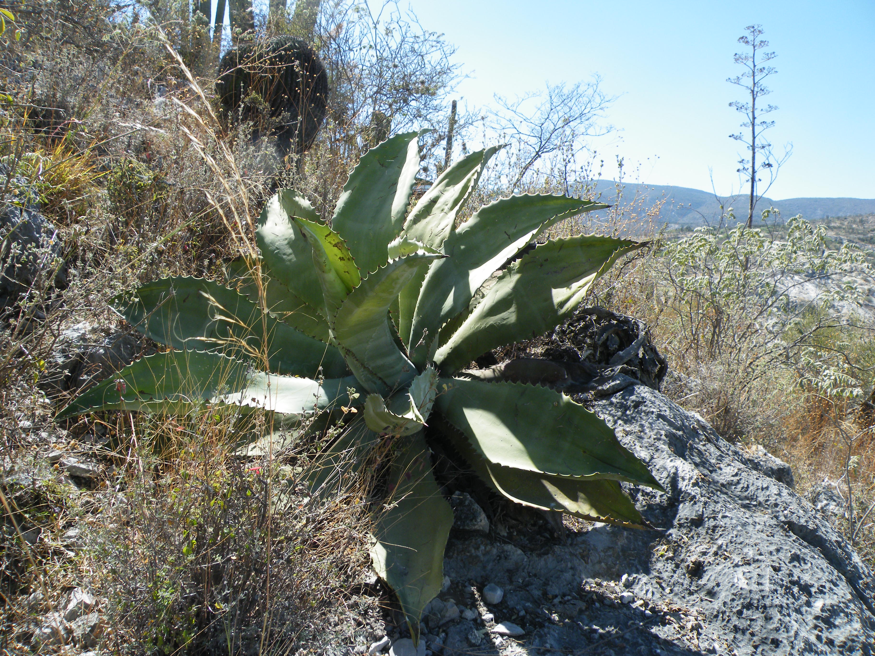 Agave marmorata